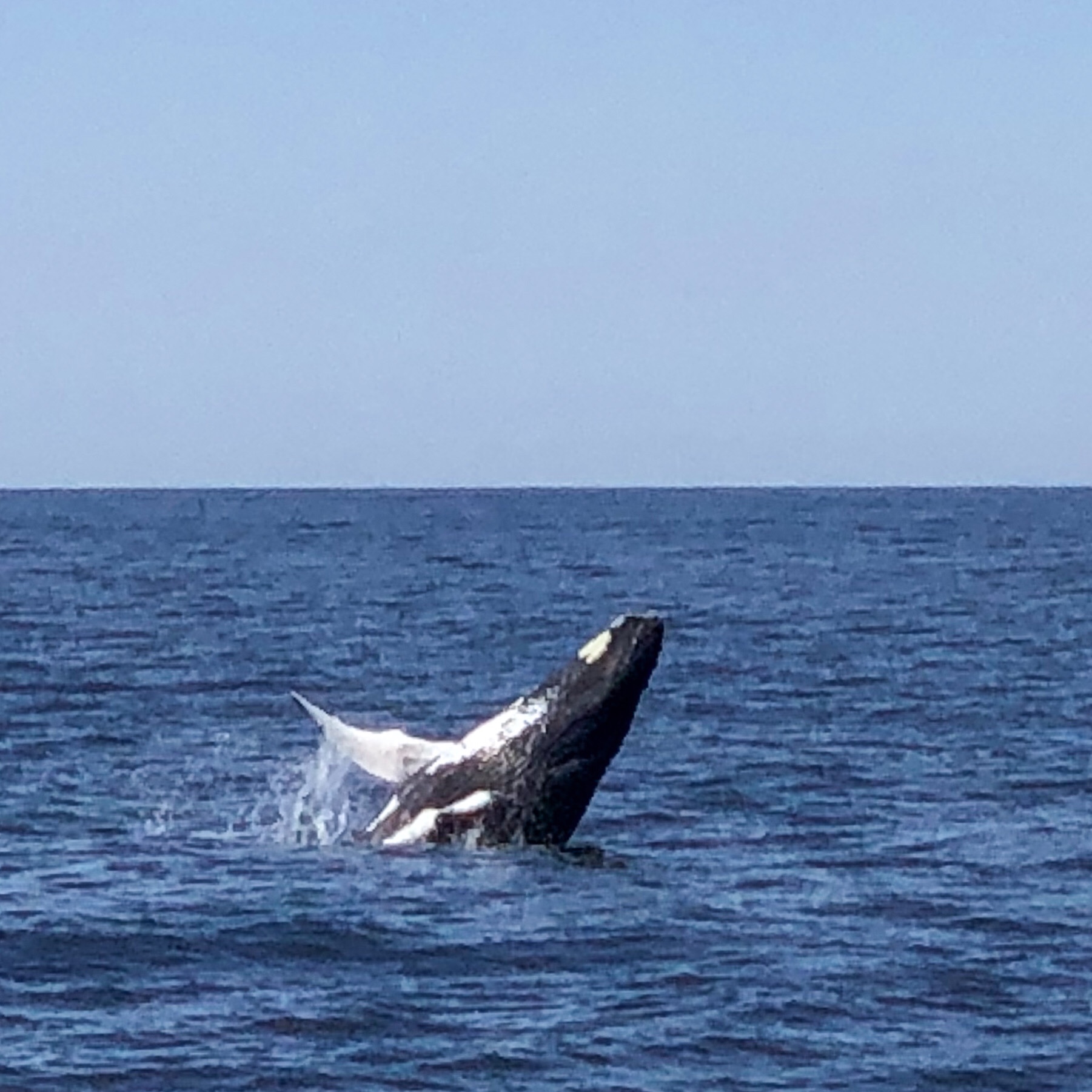 Whale Watching bei Cape Cod​